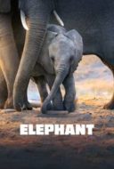 Layarkaca21 LK21 Dunia21 Nonton Film Elephant (2020) Subtitle Indonesia Streaming Movie Download