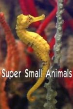 Super Small Animals (2017)