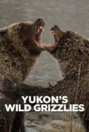Layarkaca21 LK21 Dunia21 Nonton Film Yukon’s Wild Grizzlies (2021) Subtitle Indonesia Streaming Movie Download