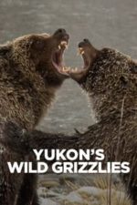 Yukon’s Wild Grizzlies (2021)