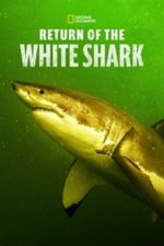 Return of the White Shark (2023)