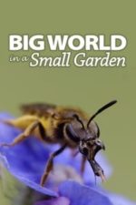 Big World In A Small Garden (2017)
